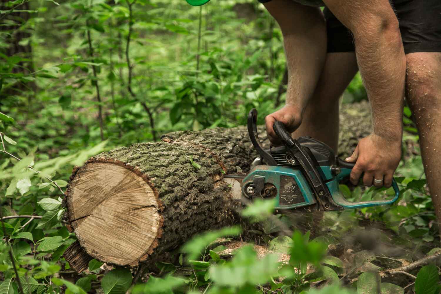 Best Tree Trimming Near Me  in Upper Lake, CA